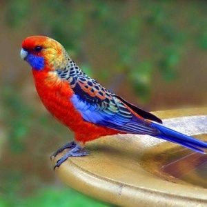 Meet your Posher, Dawn